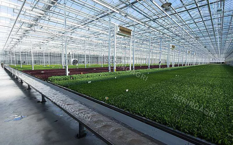 Soluție de seră: o abordare durabilă a agriculturii