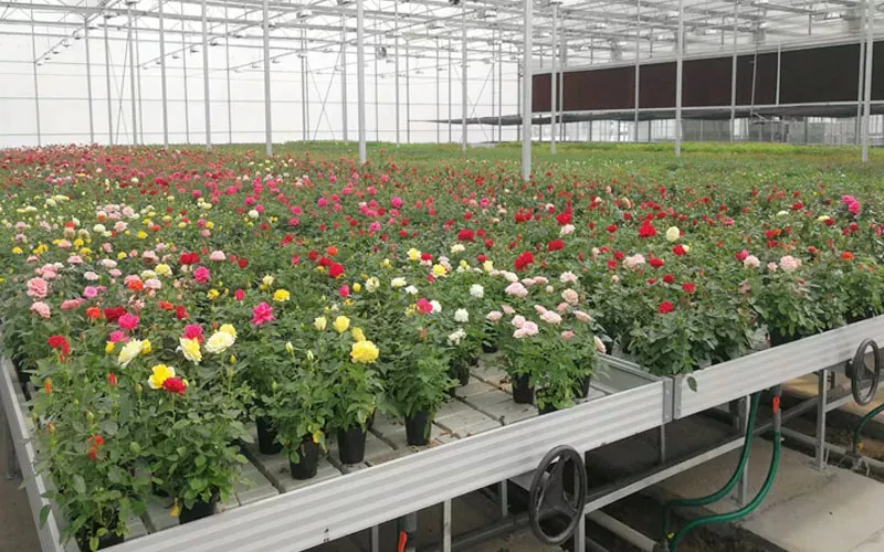 Sistem de seră: revoluționarea agriculturii cu soluții durabile