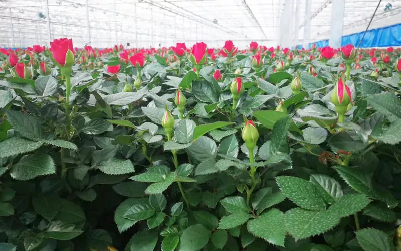 Noua revoluție în serele agricole: sistemul Internet of Things se bazează într -o nouă eră a plantării inteligente