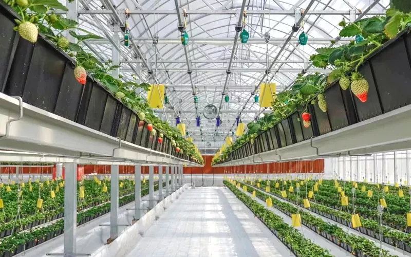 Definiția și caracteristicile Plastic Greenhouse