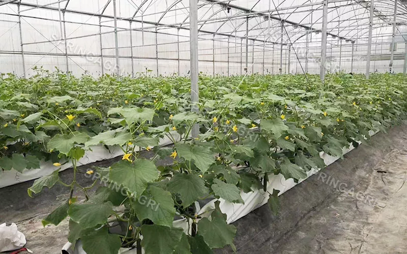 Multi-Span Agricultura Hydroponics Equipment Sere