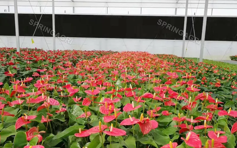 Sere Anthurium Multispan de Vanzare