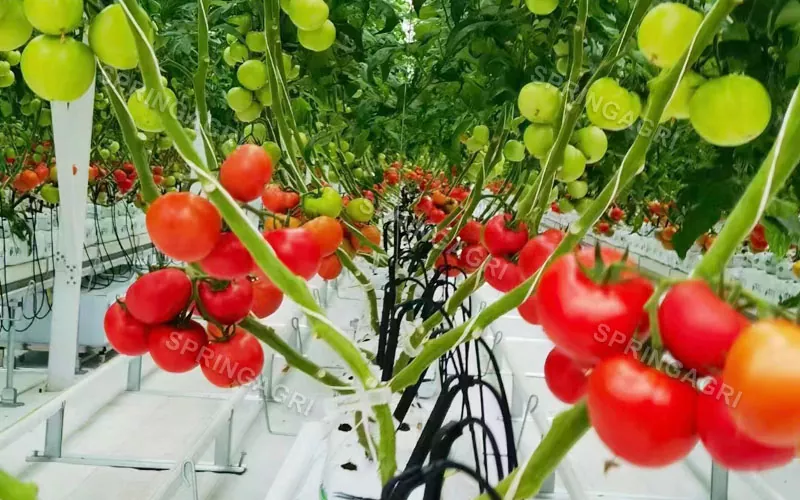 Sere de roșii din plastic multispan